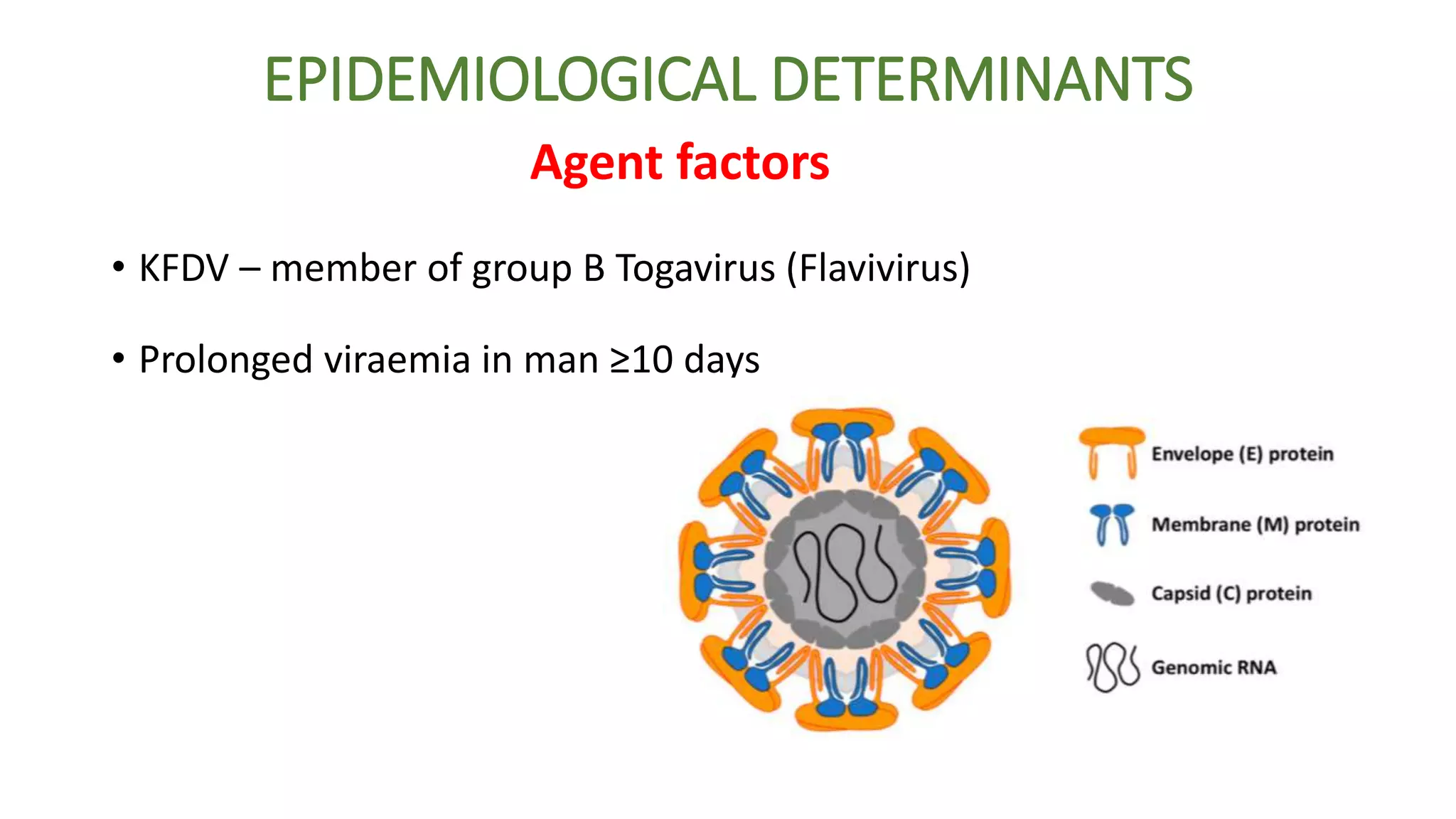 EPIDEMIOLOGICAL DETERMINANTS
• KFDV – member of group B Togavirus (Flavivirus)
• Prolonged viraemia in man ≥10 days
Agent factors