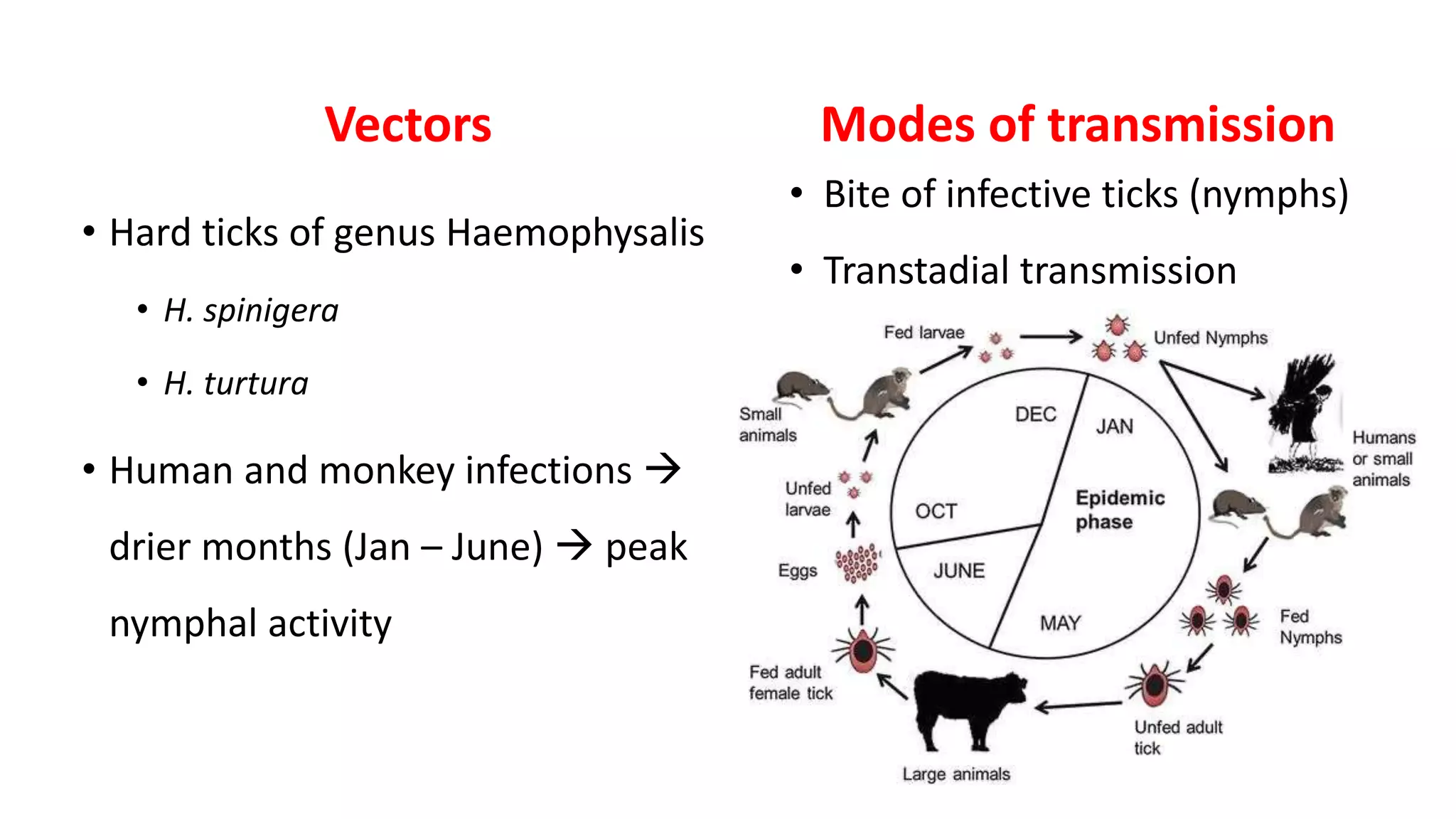 • Hard ticks of genus Haemophysalis
• H. spinigera
• H. turtura
• Human and monkey infections
drier months (Jan – June) peak
nymphal activity
Vectors Modes of transmission
• Bite of infective ticks (nymphs)
• Transtadial transmission