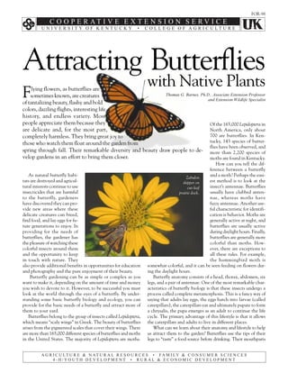FOR-98




Attracting Butterflies
                                                                    with Native Plants
F    lying flowers, as butterflies are
    sometimes known, are creatures
of tantalizing beauty, flashy and bold
                                                              Thomas G. Barnes, Ph.D., Associate Extension Professor
                                                                                    and Extension Wildlife Specialist

colors, dazzling flights, interesting life
history, and endless variety. Most
people appreciate them because they                                                  Of the 165,000 Lepidoptera in
are delicate and, for the most part,                                                 North America, only about
completely harmless. They bring great joy to                                         700 are butterflies. In Ken-
those who watch them float around the garden from                                    tucky, 143 species of butter-
                                                                                     flies have been observed, and
spring through fall. Their remarkable diversity and beauty draw people to de- more than 2,200 species of
velop gardens in an effort to bring them closer.                                     moths are found in Kentucky.
                                                                                                             How can you tell the dif-
                                                                                                         ference between a butterfly
   As natural butterfly habi-                                                              Zabulon
                                                                                                         and a moth? Perhaps the easi-
tats are destroyed and agricul-                                                          skipper on      est method is to look at the
tural interests continue to use                                                             cut-leaf     insect’s antennae. Butterflies
insecticides that are harmful                                                          prairie dock.     usually have clubbed anten-
to the butterfly, gardeners                                                                              nae, whereas moths have
have discovered they can pro-                                                                            fuzzy antennae. Another use-
vide new areas where these                                                                               ful characteristic for identifi-
delicate creatures can breed,                                                                            cation is behavior. Moths are
find food, and lay eggs for fu-                                                                          generally active at night, and
ture generations to enjoy. In                                                                            butterflies are usually active
providing for the needs of                                                                               during daylight hours. Finally,
butterflies, the gardener has                                                                            butterflies are generally more
the pleasure of watching these                                                                           colorful than moths. How-
colorful insects around them                                                                             ever, there are exceptions to
and the opportunity to keep                                                                              all these rules. For example,
in touch with nature. They                                                                               the hummingbird moth is
also provide additional benefits in opportunities for education     somewhat colorful, and it can be seen feeding on flowers dur-
and photography and the pure enjoyment of their beauty.             ing the daylight hours.
    Butterfly gardening can be as simple or complex as you             Butterfly anatomy consists of a head, thorax, abdomen, six
want to make it, depending on the amount of time and money          legs, and a pair of antennae. One of the most remarkable char-
you wish to devote to it. However, to be successful you must        acteristics of butterfly biology is that these insects undergo a
look at the world through the eyes of a butterfly. By under-        process called complete metamorphosis. This is a fancy way of
standing some basic butterfly biology and ecology, you can          saying that adults lay eggs, the eggs hatch into larvae (called
provide for the basic needs of a butterfly and attract more of      caterpillars), the caterpillars eat and ultimately pupate to form
them to your yard.                                                  a chrysalis, the pupa emerges as an adult to continue the life
   Butterflies belong to the group of insects called Lepidoptera,   cycle. The primary advantage of this lifestyle is that it allows
which means “scaly wings” in Greek. The beauty of butterflies       the caterpillars and adults to live in different places.
arises from the pigmented scales that cover their wings. There         What can we learn about their anatomy and lifestyle to help
are more than 165,000 different species of butterflies and moths    us attract them to the garden? Butterflies use the tips of their
in the United States. The majority of Lepidoptera are moths.        legs to “taste” a food source before drinking. Their mouthparts
 