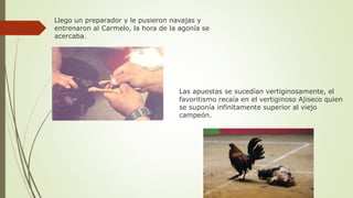 Llego un preparador y le pusieron navajas y
entrenaron al Carmelo, la hora de la agonía se
acercaba.
Las apuestas se sucedían vertiginosamente, el
favoritismo recaía en el vertiginoso Ajiseco quien
se suponía infinitamente superior al viejo
campeón.
 