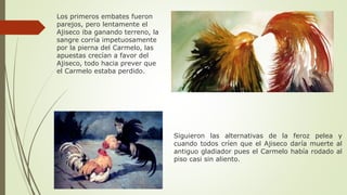 Los primeros embates fueron
parejos, pero lentamente el
Ajiseco iba ganando terreno, la
sangre corría impetuosamente
por la pierna del Carmelo, las
apuestas crecían a favor del
Ajiseco, todo hacia prever que
el Carmelo estaba perdido.
Siguieron las alternativas de la feroz pelea y
cuando todos críen que el Ajiseco daría muerte al
antiguo gladiador pues el Carmelo había rodado al
piso casi sin aliento.
 