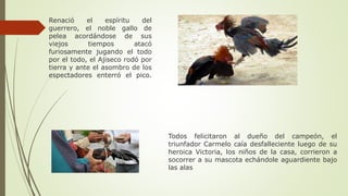 Renació el espíritu del
guerrero, el noble gallo de
pelea acordándose de sus
viejos tiempos atacó
furiosamente jugando el todo
por el todo, el Ajiseco rodó por
tierra y ante el asombro de los
espectadores enterró el pico.
Todos felicitaron al dueño del campeón, el
triunfador Carmelo caía desfalleciente luego de su
heroica Victoria, los niños de la casa, corrieron a
socorrer a su mascota echándole aguardiente bajo
las alas
 