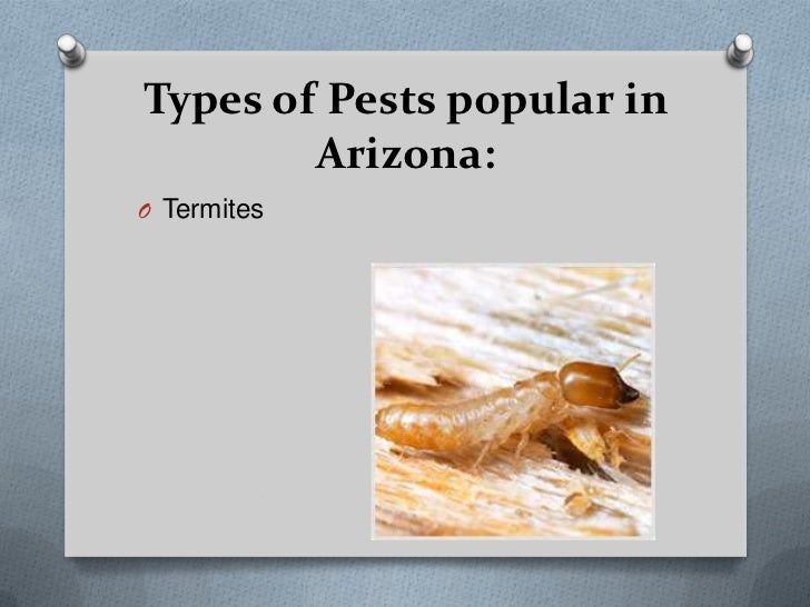 Kykopestprevention