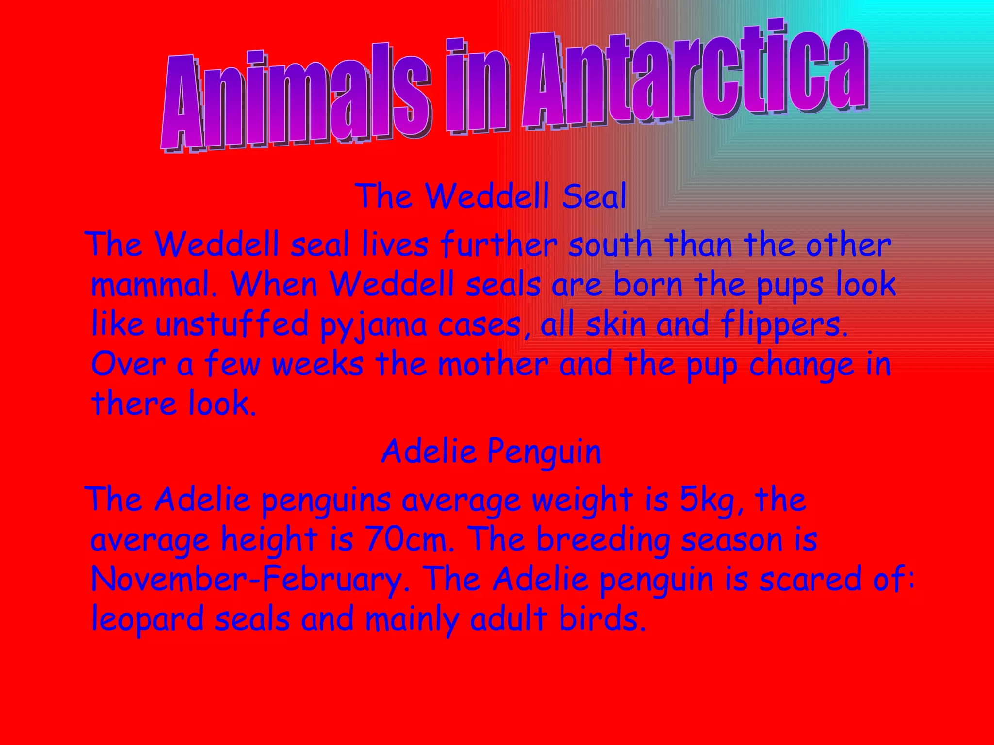 The Weddell Seal The Weddell seal lives further south than the other mammal. When Weddell seals are born the pups look like unstuffed pyjama cases, all skin and flippers. Over a few weeks the mother and the pup change in there look. Adelie Penguin The Adelie penguins average weight is 5kg, the average height is 70cm. The breeding season is November-February. The Adelie penguin is scared of: leopard seals and mainly adult birds. Animals in Antarctica 