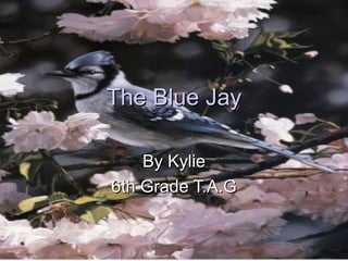 The Blue Jay By Kylie 6th Grade T.A.G 