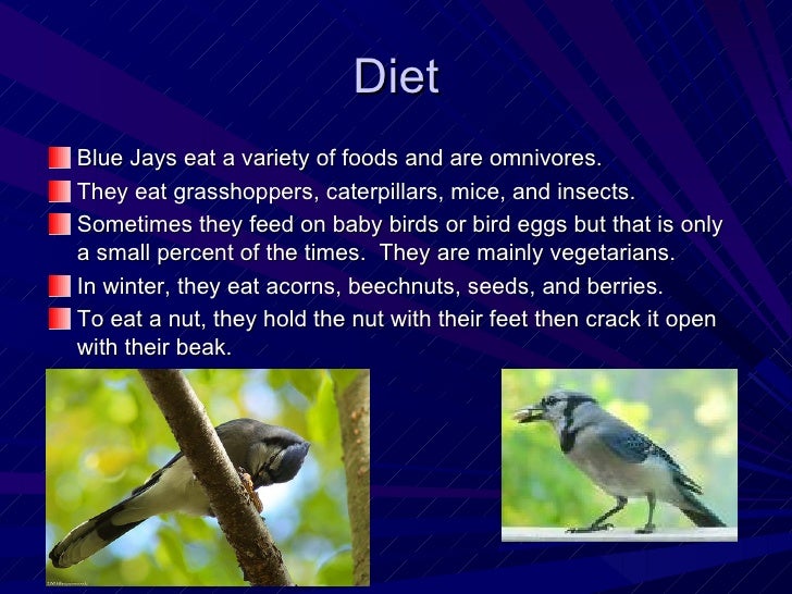The Blue Jay By Kylie The Blue Jay By Kylie