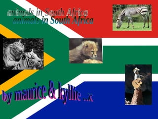 animals in South Africa by maurice & kyllie ..x 
