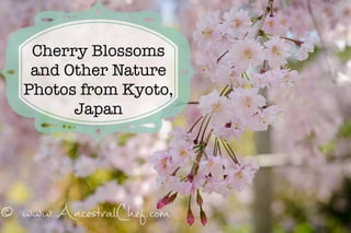Cherry Blossoms
and Other Nature
Photos from Kyoto,
Japan
 