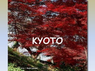 KYOTO

Arce / Maple/japonés
 