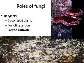 Roles of fungi
• Pathogens
– Feed off of living plants
and causing disease
– Can also be pathogens
of insects and other
an...