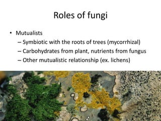 Mutualists cooperate with plants
 