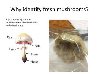 Identifying any given wild mushroom
is challenging for novices
Identifying the common, safe wild
mushrooms can be easy wit...