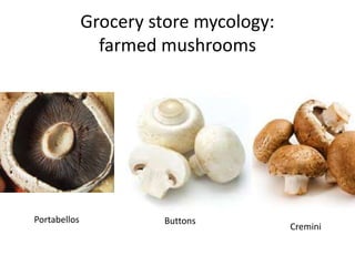 Grocery store mycology:
farmed mushrooms
Portabellos Buttons
Cremini
 