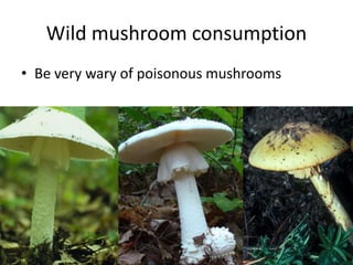 Cultivated mushrooms are not
poisonous
 