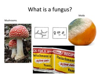 Fungi are diverse and abundant!
• We estimate that there are over 1.5 million species
of fungi, only 5% are currently know...