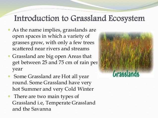 grassland ecosystem