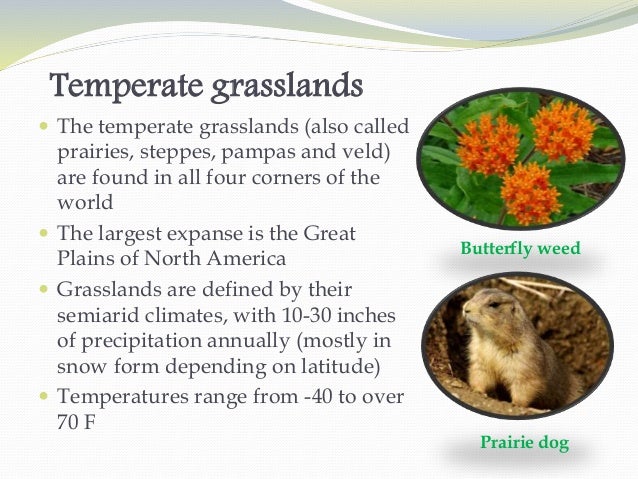 grassland ecosystem