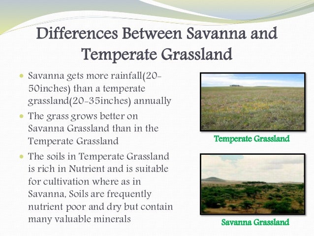 Grassland Ecosystem grassland-ecosystem