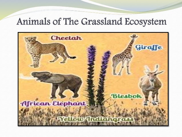 grassland ecosystem