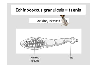 Echinococcus	granulosis	=	taenia	
Adulte,	intesKn			
Anneau		
(oeufs)	
Tête	
 