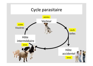Cycle	parasitaire	
Selles	
Hôte	
	accidentel	
Viscères	
Vecteur	
Hôte	
	intermédiaire	
oeufs	
scolex	
adultes	
larve	
larve	
 