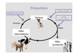 PrévenKon	
Selles	
Hôte	
	accidentel	
Viscères	
Vecteur	
Hôte	
	intermédiaire	
Chiens	errants	
Lavage	
mains/crudités	
AbaZage	clandesKn	
 