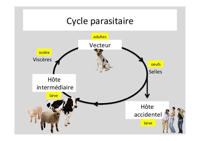 Kyste hydatique du foie Kyste hydatique du foie