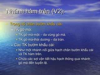 Nhánh hàm trên (V2):Nhánh hàm trên (V2):
• Trong hố chân bướm khẩu cái-Trong hố chân bướm khẩu cái-
– TK gò má:TK gò má:
• TK gò má-mặt – da vùng gò má.TK gò má-mặt – da vùng gò má.
• TK gò má-thái dương – da trán.TK gò má-thái dương – da trán.
– Các TK bướm khẩu cái:Các TK bướm khẩu cái:
• Như một nhánh nối giữa hạch chân bướm khẩu cáiNhư một nhánh nối giữa hạch chân bướm khẩu cái
và TK hàm trên.và TK hàm trên.
• Chứa các sợi vận tiết hậu hạch thông qua nhánhChứa các sợi vận tiết hậu hạch thông qua nhánh
gò má đến tuyến lệ.gò má đến tuyến lệ.
 