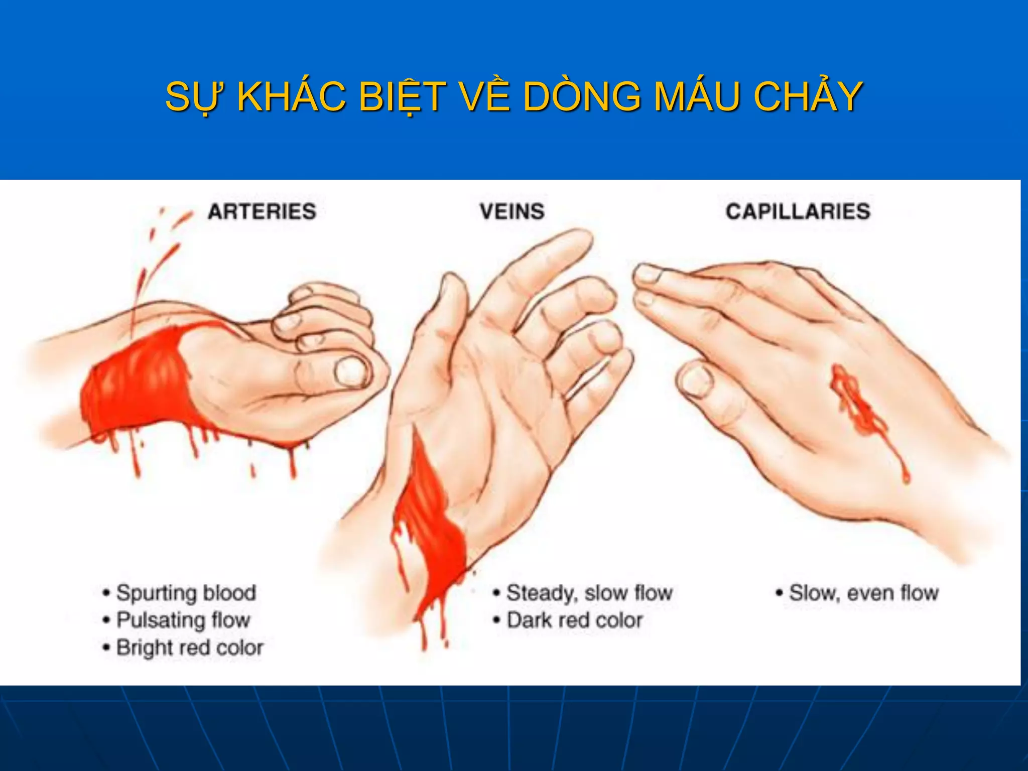 SỰ KHÁC BIỆT VỀ DÒNG MÁU CHẢY
 