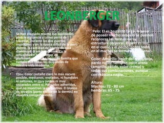 LEONBERGERSe han elogiado mucho sus cualidades para la vigilancia y como perro de tracción. Durante las dos guerras mundiales y en la época difícil de la post-guerra, la cantidad de perros de raza disminuyó dramáticamente. En la actualidad el Leonberger es preferentemente un perro de familia que cumple con todas las exigencias de nuestra vida moderna. Ojos: Color castaño claro lo más oscuro posible, medianos, ovalados, ni hundidos ni saltones, ni muy juntos ni muy separados entre sí. Párpados adheridos, que no muestran la conjuntiva. El blanco de los ojos (parte visible de la dermis) no muestra enrojecimiento.        Pelo: El es bastante largo. A pesar de poseer mucho subpelo se pueden reconocer las formas de su estructura corporal. El pelo es liso; en el cuello y el pecho (sobre todo en el macho) se forma una melena.Color: Amarillo (color del león), rojo, pardo rojizo, también color arena (amarillo pálido, color crema) y todas sus combinaciones, aunque con máscara negra. Altura: Machos: 72 - 80 cmhembras: 65 - 75 c