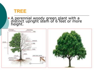 L-1- Introduction to Forestry and Agro-Forestry W-23.pdf