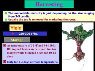 beetroot production technology vegetable crop | PPSX