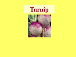 Turnip
 
