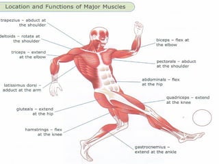 Muscles Function Movement L 11. Muscles And Movement New | PPT