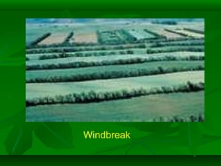 Windbreak
 