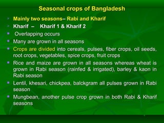Seasonal crops of BangladeshSeasonal crops of Bangladesh
 Mainly two seasonsMainly two seasons–– Rabi and KharifRabi and Kharif
 Kharif – Kharif 1 & Kharif 2Kharif – Kharif 1 & Kharif 2
 Overlapping occursOverlapping occurs
 Many are grown in all seasonsMany are grown in all seasons
 Crops are dividedCrops are divided into cereals, pulses, fiber crops, oil seeds,into cereals, pulses, fiber crops, oil seeds,
root crops, vegetables, spice crops, fruit cropsroot crops, vegetables, spice crops, fruit crops
 Rice and maize are grown in all seasons whereas wheat isRice and maize are grown in all seasons whereas wheat is
grown in Rabi season (rainfed & irrigated), barley & kaon ingrown in Rabi season (rainfed & irrigated), barley & kaon in
Rabi seasonRabi season
 Lentil, khesari, chickpea, balckgram all pulses grown in RabiLentil, khesari, chickpea, balckgram all pulses grown in Rabi
seasonseason
 Mungbean, another pulse crop grown in both Rabi & KharifMungbean, another pulse crop grown in both Rabi & Kharif
seasonsseasons
 