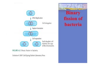 Binary
fission of
bacteria
 