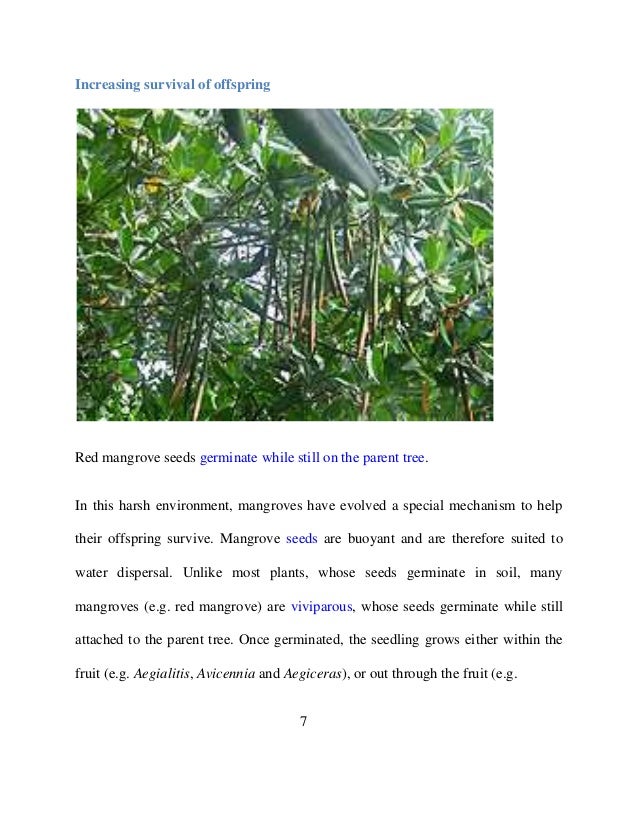 life in the mangrove