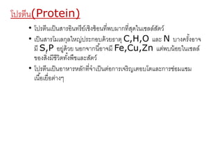 โปรตีน(Protein) 
• โปรตีนเป็นสารอินทรีย์เชิงซ้อนที่พบมากที่สุดในเซลล์สัตว์ 
• เป็นสารโมเลกุลใหญ่ประกอบด้วยธาตุ C,H,O และ N บางครัง้อาจ 
มี S,P อยู่ด้วย นอกจากนีอ้าจมี Fe,Cu,Zn แต่พบน้อยในเซลล์ 
ของสงิ่มีชีวิตทัง้พืชและสัตว์ 
• โปรตีนเป็นอาหารหลักที่จาเป็นต่อการเจริญเตอบโตและการซ่อมแซม 
เนือ้เยื่อต่างๆ 
 