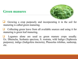 Green manures
 Growing a crop purposely and incorporating it in the soil for
manuring is called green manuring.
 Collecting green leave from all available sources and using it for
manuring is green leaf manuring,
 Legumes alone are used as green manure crops usually.
Ex. Dhaincha, Sesbania speciosa, S. rostrata, wild Indigo (Tephrosia
purpurea), indigo (Indigofera tinctoria), Phaseolus trilobus, sunhemp,
etc.
 