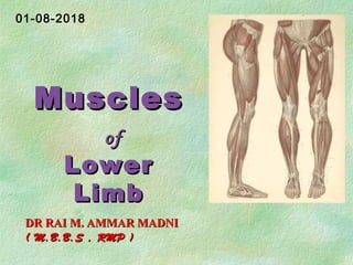 MusclesMuscles
ofof
LowerLower
LimbLimb
DR RAI M. AMMAR MADNIDR RAI M. AMMAR MADNI
( M.B.B.S , RMP )( M.B.B.S , RMP )
01-08-2018
 