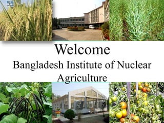 Welcome
Bangladesh Institute of Nuclear
Agriculture
 