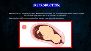 Nar Reproduction Comprehensive Overview of Reproduction in Organisms: Types, Methods ...