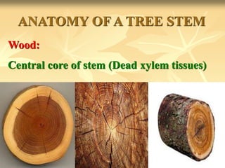 Wood:
Central core of stem (Dead xylem tissues)
ANATOMY OF A TREE STEM
 