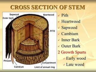 CROSS SECTION OF STEM
 Pith
 Heartwood
 Sapwood
 Cambium
 Inner Bark
 Outer Bark
2 Growth Spurts
 Early wood
 Late wood
 