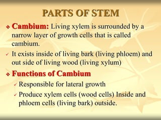  Cambium: Living xylem is surrounded by a
narrow layer of growth cells that is called
cambium.
 It exists inside of living bark (living phloem) and
out side of living wood (living xylum)
 Functions of Cambium
 Responsible for lateral growth
 Produce xylem cells (wood cells) Inside and
phloem cells (living bark) outside.
PARTS OF STEM
 