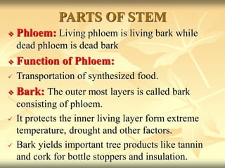  Phloem: Living phloem is living bark while
dead phloem is dead bark
 Function of Phloem:
 Transportation of synthesized food.
 Bark: The outer most layers is called bark
consisting of phloem.
 It protects the inner living layer form extreme
temperature, drought and other factors.
 Bark yields important tree products like tannin
and cork for bottle stoppers and insulation.
PARTS OF STEM
 