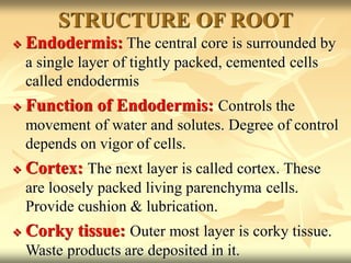  Endodermis: The central core is surrounded by
a single layer of tightly packed, cemented cells
called endodermis
 Function of Endodermis: Controls the
movement of water and solutes. Degree of control
depends on vigor of cells.
 Cortex: The next layer is called cortex. These
are loosely packed living parenchyma cells.
Provide cushion & lubrication.
 Corky tissue: Outer most layer is corky tissue.
Waste products are deposited in it.
STRUCTURE OF ROOT
 