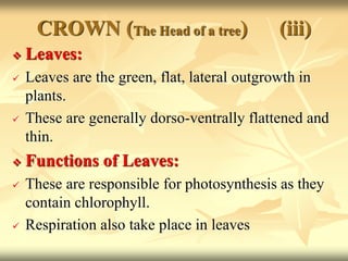 CROWN (The Head of a tree) (iii)
 Leaves:
 Leaves are the green, flat, lateral outgrowth in
plants.
 These are generally dorso-ventrally flattened and
thin.
 Functions of Leaves:
 These are responsible for photosynthesis as they
contain chlorophyll.
 Respiration also take place in leaves
 