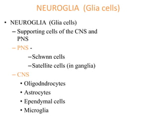 L.8.L9 NERVOUS TISSUE.pdf